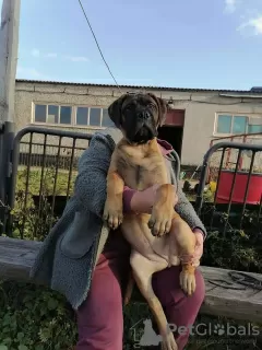 Photo №2 de l'annonce № 15278 de la vente bullmastiff - acheter à Fédération de Russie annonce privée, de la fourrière