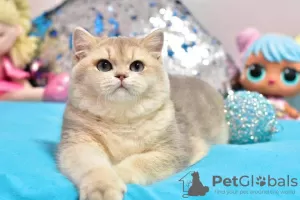 Photo №2 de l'annonce № 36926 de la vente british shorthair - acheter à Ukraine de la fourrière, éleveur