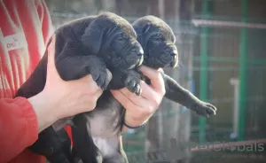 Photos supplémentaires: Chiots Cane Corso