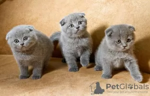 Photo №1. scottish fold - à vendre en ville de Roeselare | Gratuit | Annonce № 127760