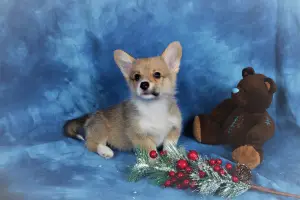 Photo №2 de l'annonce № 4427 de la vente welsh corgi - acheter à Fédération de Russie annonce privée