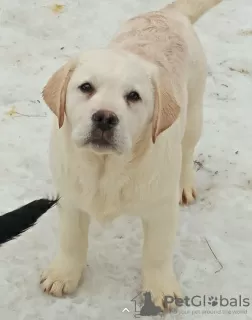 Photos supplémentaires: Chiots labradors