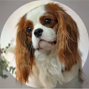 Photo №1. cavalier king charles spaniel - à vendre en ville de Москва | 3080€ | Annonce №50678