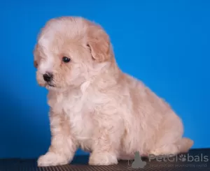 Photos supplémentaires: Chiots Maltipoo F1