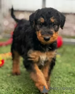 Photo №1. airedale terrier - à vendre en ville de Торонто | 425€ | Annonce №128871