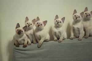 Photos supplémentaires: Derniers chatons du champion du monde Leonardo Sanchitos