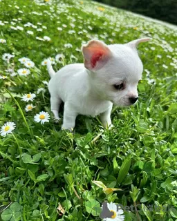 Photo №1. chihuahua - à vendre en ville de Prague | négocié | Annonce №129021