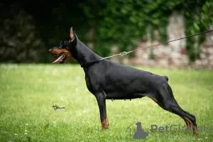 Photo №2 de l'annonce № 114771 de la vente dobermann - acheter à Serbie éleveur