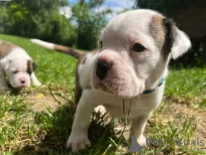 Photo №3. Chiots Boxer à vendre. Allemagne