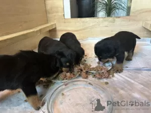 Photo №1. rottweiler - à vendre en ville de Флоренс | 379€ | Annonce №100356