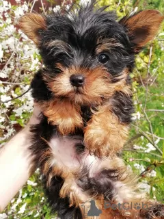 Photo №4. Je vais vendre biewer yorkshire terrier, yorkshire terrier en ville de Tallinn. annonce privée, de la fourrière, éleveur - prix - 400€