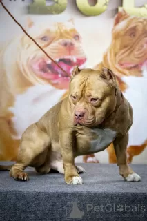 Photo №1. Service d'accouplement - race: american bully. Prix - négocié