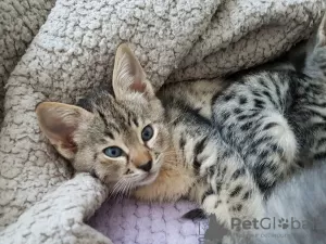 Photo №3. Beaux chatons Savannah avec pedigree à vendre dans de nouvelles maisons. USA