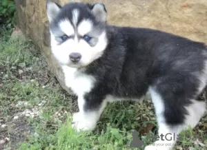 Photo №3. Chiots husky sibériens. Suisse