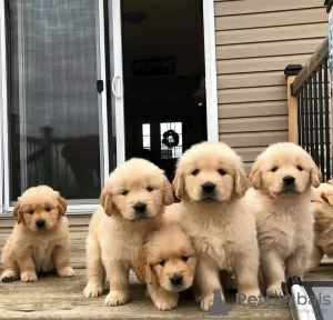 Photo №3. GOLDEN RETRIEVERS SANTÉ TESTÉE. USA