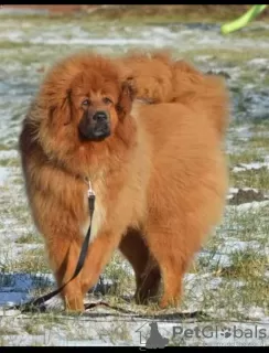 Photos supplémentaires: Dogue tibétain