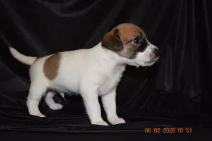 Photo №3. Chiots Jack Russell Terrier. Biélorussie