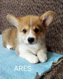 Photo №1. welsh corgi - à vendre en ville de Валево | 550€ | Annonce №118320