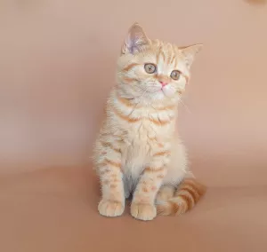 Photo №2 de l'annonce № 6013 de la vente british shorthair - acheter à Biélorussie éleveur