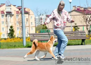 Photos supplémentaires: Garçon Akita Inu (Hachiko)