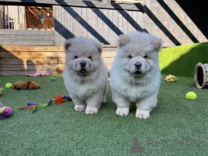 Photo №1. chow-chow - à vendre en ville de Pforzheim | Gratuit | Annonce №95930