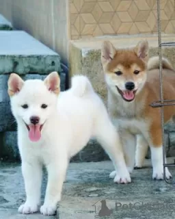 Photo №1. shiba - à vendre en ville de Prague | négocié | Annonce №129015