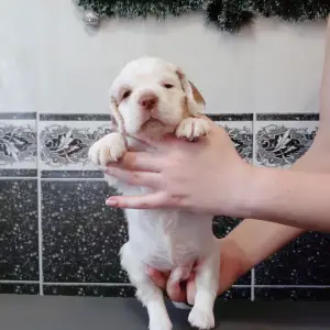 Photo №3. Chiots Clumber Spaniel. Fédération de Russie