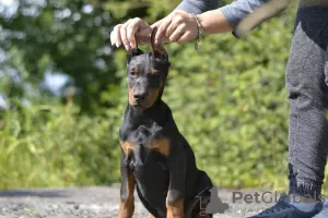 Photos supplémentaires: Chiots dobermans d'un charmant couple