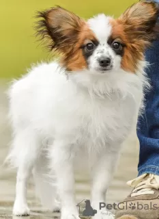 Photos supplémentaires: chiots papillons