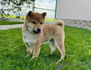 Photo №1. bouledogue - à vendre en ville de Ödeshög | Gratuit | Annonce №83996