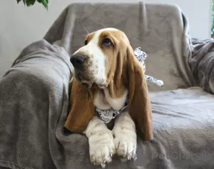 Photo №2 de l'annonce № 13187 de la vente basset hound - acheter à Fédération de Russie éleveur