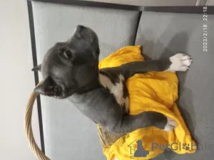 Photo №1. american staffordshire terrier - à vendre en ville de Москва | Gratuit | Annonce №38332