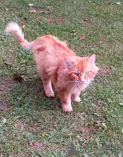 Photos supplémentaires: Chat ensoleillé Boniface ! Ramenez le bonheur du chat !