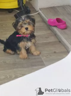 Photo №2 de l'annonce № 64824 de la vente yorkshire terrier - acheter à Allemagne annonce privée