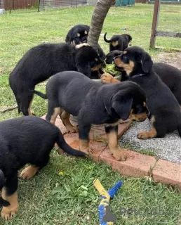 Photo №1. rottweiler - à vendre en ville de Неймеген | 480€ | Annonce №116182