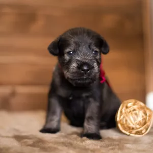 Photos supplémentaires: Des chiots Mittelschnauzer sont proposés, très beaux, mignons et ludiques)