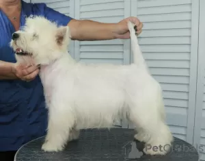 Photos supplémentaires: Chiot West Highland White Terrier du Champion International