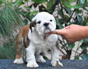 Photo №4. Je vais vendre bulldog anglais en ville de Nagykőrös. éleveur - prix - négocié