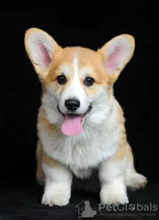 Photos supplémentaires: Chiots Welsh Corgi, mâles