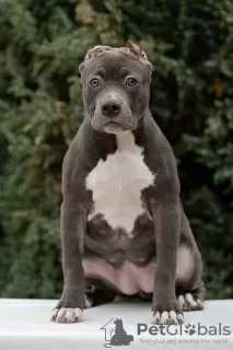 Photo №2 de l'annonce № 84654 de la vente american bully - acheter à Fédération de Russie annonce privée, éleveur