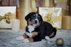 Photos supplémentaires: Chiots Entlebucher Sennenhund (5 garçons et 1 fille). Les chiots sont nés le