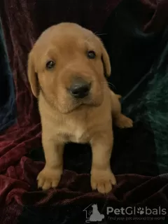 Photo №2 de l'annonce № 43279 de la vente labradoodle, labrador retriever - acheter à Arabie Saoudite annonce privée, de la fourrière, éleveur