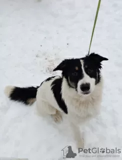 Photo №1. chien bâtard - à vendre en ville de Москва | Gratuit | Annonce №128594