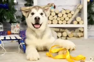 Photo №2 de l'annonce № 4925 de la vente malamute de l'alaska - acheter à Fédération de Russie annonce privée