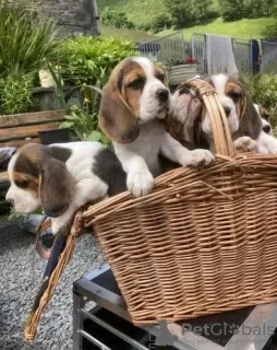 Photo №4. Je vais vendre beagle en ville de Vilnius. annonce privée - prix - 350€