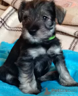 Photo №4. Je vais vendre schnauzer miniature en ville de Lviv. annonce privée - prix - 450€