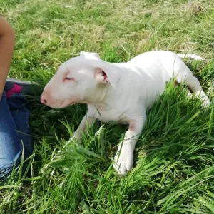 Photo №1. bull terrier - à vendre en ville de Vitebsk | 440€ | Annonce №6896