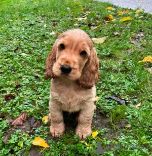 Photo №1. cavalier king charles spaniel - à vendre en ville de Göttingen | 450€ | Annonce №127426