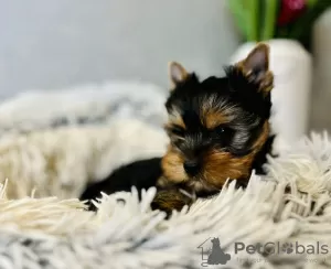 Photo №2 de l'annonce № 75930 de la vente yorkshire terrier - acheter à Portugal annonce privée