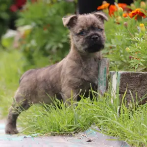 Photo №4. Je vais vendre cairn terrier en ville de Severodvinsk. de la fourrière, éleveur - prix - Négocié